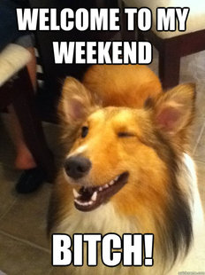 implying dog