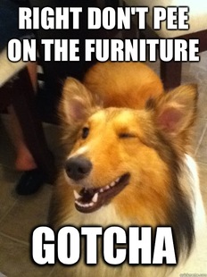implying dog