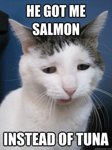 First World Cat Problems