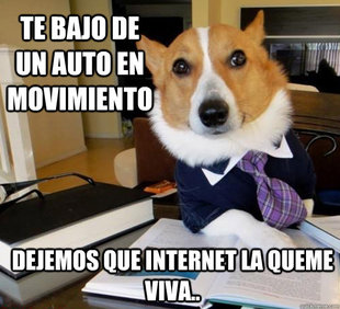 Lawyer Dog