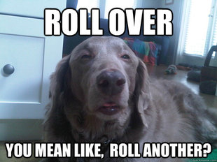 10 Dog