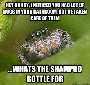 Misunderstood Spider