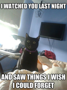 overly attached cat
