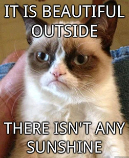 Grumpy cat