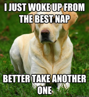 Dog Logic