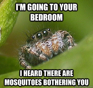 Misunderstood Spider