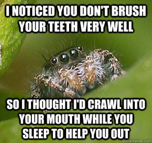 Misunderstood Spider