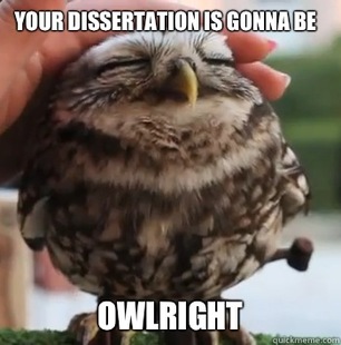 cute owl