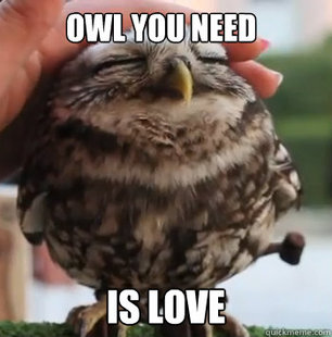 cute owl