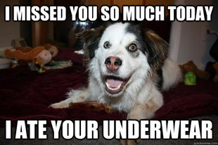 overly attached dog
