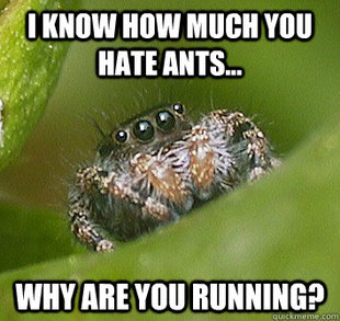 Misunderstood Spider