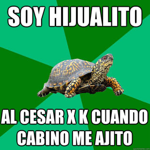 Torrenting Turtle