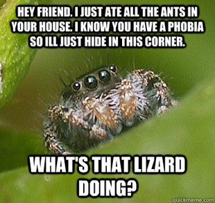 Misunderstood Spider