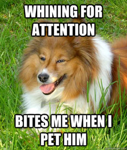 Scumbag Dog