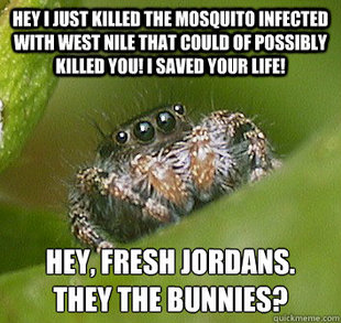 Misunderstood Spider