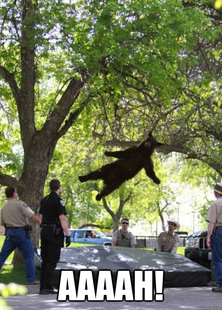 i am a falling bear