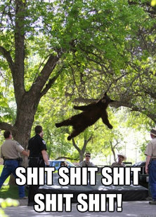 i am a falling bear