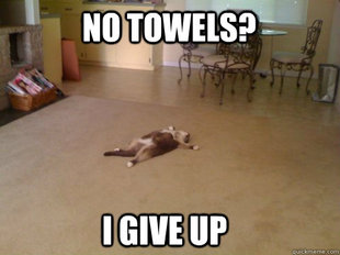 Down Cat