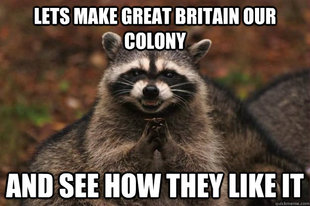 Evil Plotting Raccoon