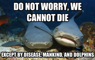 Compassionate Shark Friend