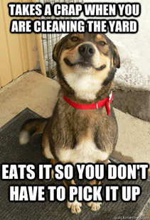 Good Dog Greg