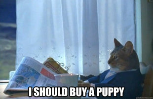 Sophisticated Cat