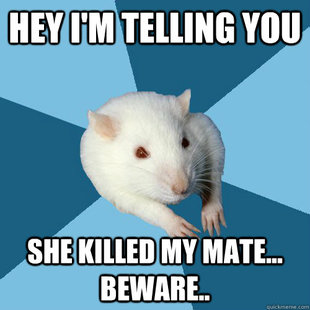 Psychology Major Rat
