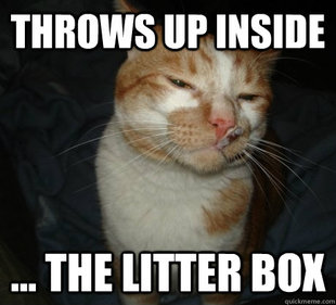good cat greg