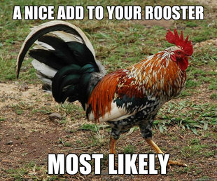 Red Team Rooster