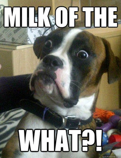 Baffled boxer