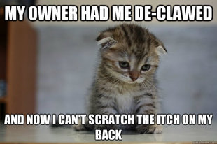 Sad Kitten
