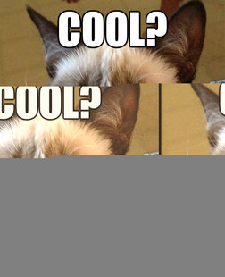 Grumpy cat