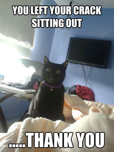 overly attached cat