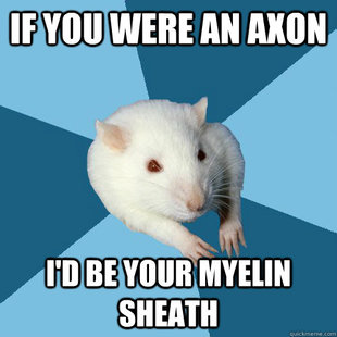 Psychology Major Rat