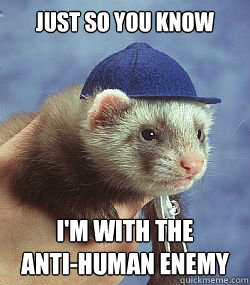 Scumbag ferret