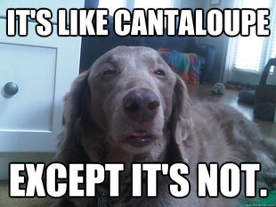 10 Dog