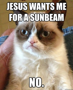Grumpy cat