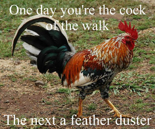 Red Team Rooster