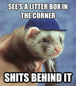 Scumbag ferret