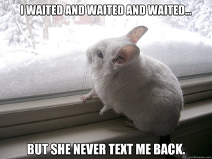 lonely chinchilla