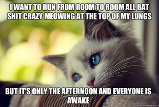 First World Problems Cat