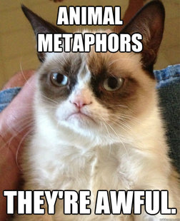 Grumpy cat