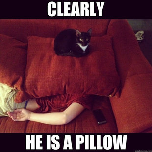 jealous cat
