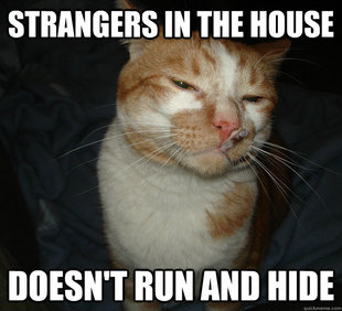 Cool Cat Craig