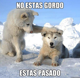 Caring Husky