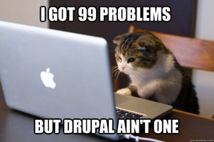 Web Developer Cat