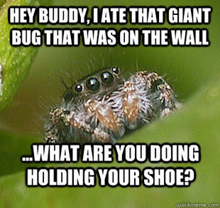 Misunderstood Spider