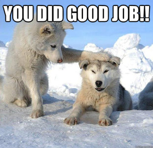 Caring Husky