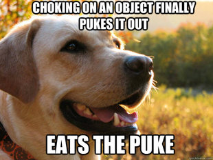 Dog Logic