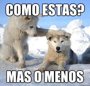 Caring Husky